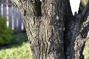 tronco y corteza de manzano en el jardín en primavera foto