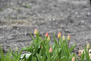 Unopened tulips in the garden in spring photo