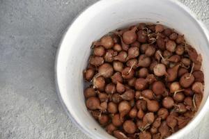 Onion for seeds in spring sowing in a bucket photo