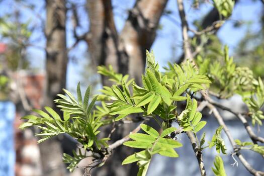 Beautiful rowan tree bark and tree branches with leaves photo