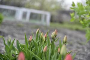 Unopened tulips in the garden in spring photo