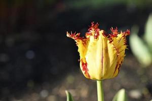 Yellow and red tulip in the garden in spring afternoon photo