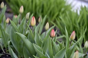 Unopened tulips in the garden in spring photo
