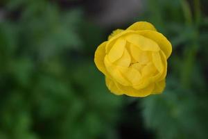 bathhouse trollius es un género de plantas herbáceas perennes de la familia ranunculaceae ranunculaceae foto