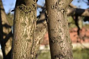 Apple tree trunk and bark in the garden in spring photo