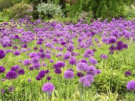 Alliums púrpura grande floración en un jardín. foto