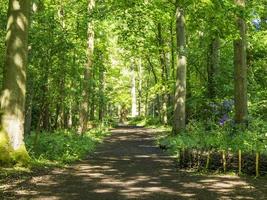 Country lane through green trees in spring sunlight photo