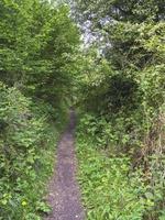 Narrow footpath through green hedgerows in spring photo