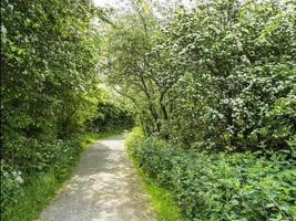 Path through hedgerows with flowering hawthorn bushes photo