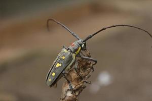 batocera rubus.mango longhorn beetle on bokeh natural background photo