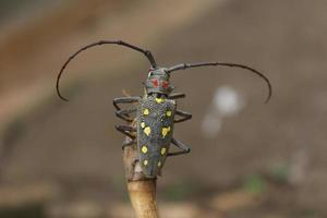 batocera rubus.mango longhorn beetle on bokeh natur background photo