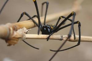 nephila piliphes en ramita seca foto