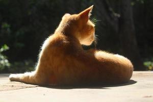 back view domestic cat in floot on natural background photo