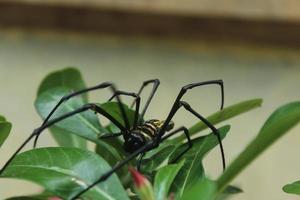 nephila pilipes en la hoja foto