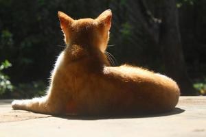 back view domestic cat photo