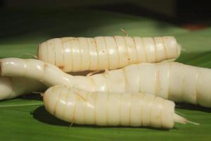 arrowroot on green leaf background photo