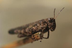 saltamontes trimerotropis pallidipennis sobre fondo bokeh foto