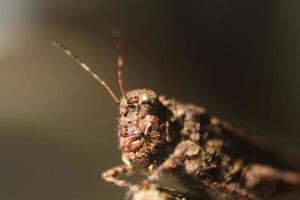 grasshopper on bokeh background photo