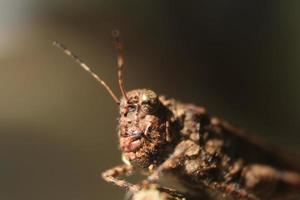 saltamontes sobre fondo bokeh foto