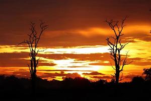 Dead tree Silhouette sunset photo