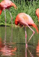 Flamingo in swamp animal safari Wildlife photo