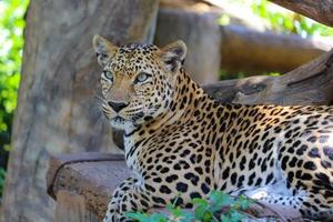Leopard Laying animal safari Wildlife