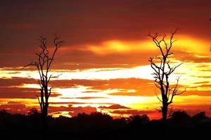 Dead tree Silhouette sunset photo