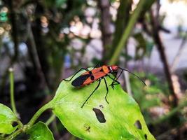 dysdercus cingulatus, la plaga de insectos de las plantas de algodón está en las hojas en medio del jardín foto