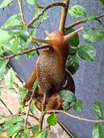 Snails walking along tree branches photo