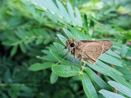 la mariposa oruga rodante de la hoja de plátano marrón está en la hoja foto