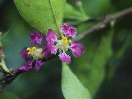 Purple malpighia flowers in bloom in the garden photo