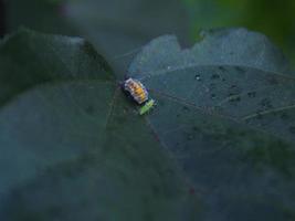 larvas de escarabajo novius cardinalis en una hoja foto
