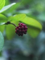 The red calliandra plant that has finished blooming in the garden photo