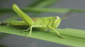 primer plano de un saltamontes verde en una hoja foto