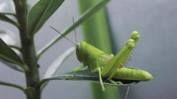 primer plano de un saltamontes verde en una hoja foto