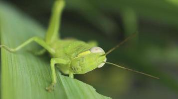 primer plano de un saltamontes verde en una hoja foto