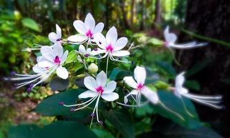 clerodendrum infortunatum, conocido como bhat o hill glory bower foto