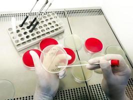 Technician working with bacteria strains in Microbiology laboratory. photo