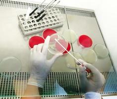 Technician working with bacteria strains in Microbiology laboratory. photo