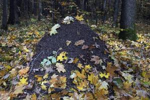 anthill covered with autumn leaves photo