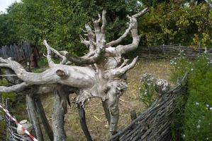 dry tree root photo