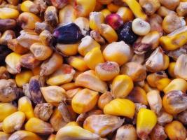 Peruvian corn or Cuzco corn as background photo