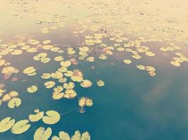 lotus leafs in the pond, nature background. photo