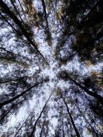 Pine trees in the forest. photo