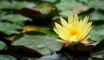 Yellow lotus flower blooming in the pond, nature background. photo