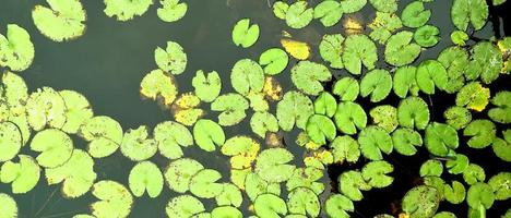 lotus leafs in the pond, nature background. photo
