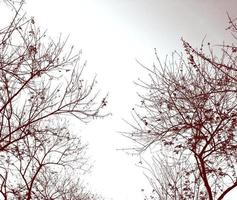 Branches of trees and vintage sky. photo