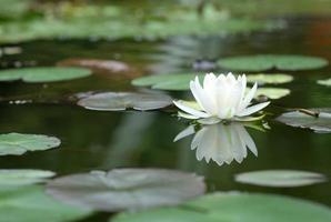 White lotus flower blooming in the pond, nature background.