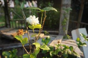 white jasmine with sun light photo