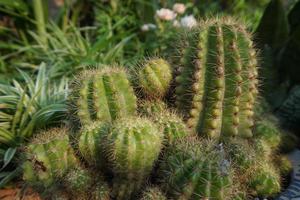cactus in the pot plant photo